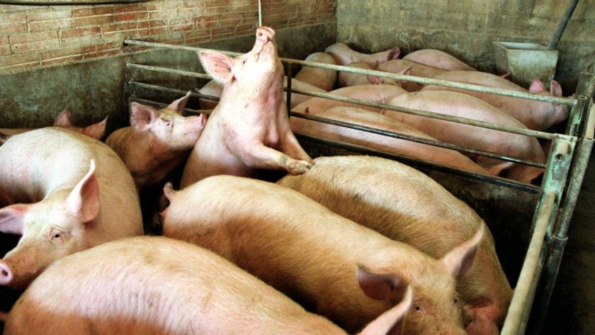 Alemania superó los 1.000 casos de peste porcina africana