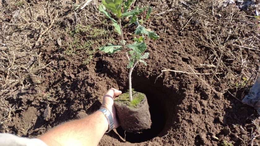 Plan Provincial Forestal: desarrollan lote demostrativo de roble en el sur