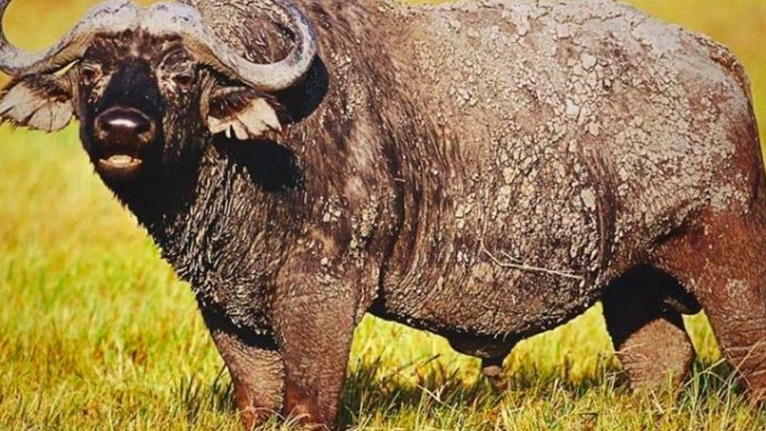 El búfalo puede transformar al norte ganadero en una segunda pampa húmeda