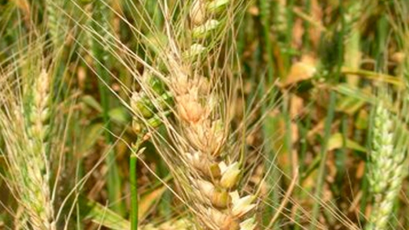 Estudian un gen que podría proteger a trigo y cebada de fusarium