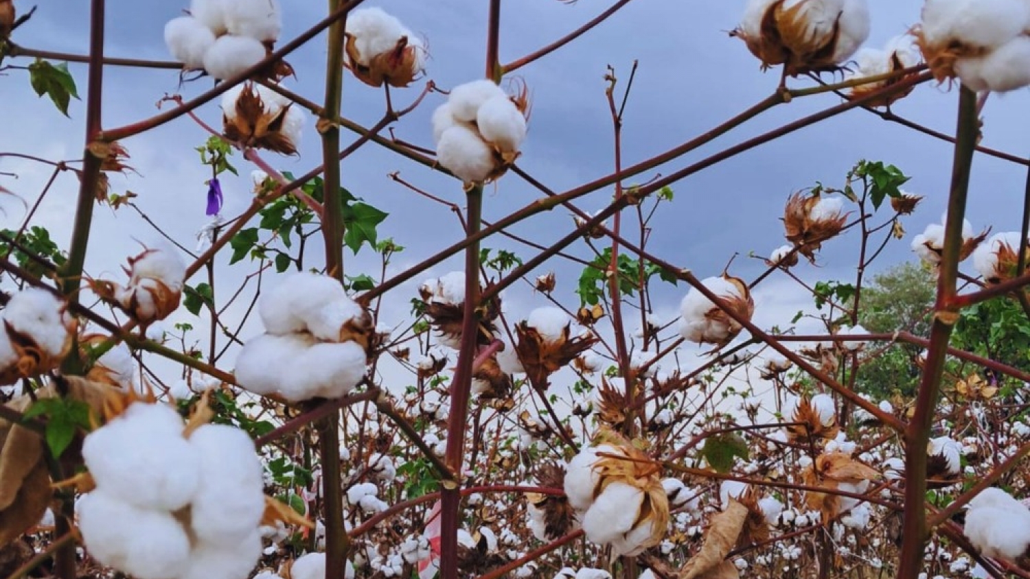 El algodón argentino suma una innovación inédita: lanzan una variedad con resistencia única y mayor rendimiento