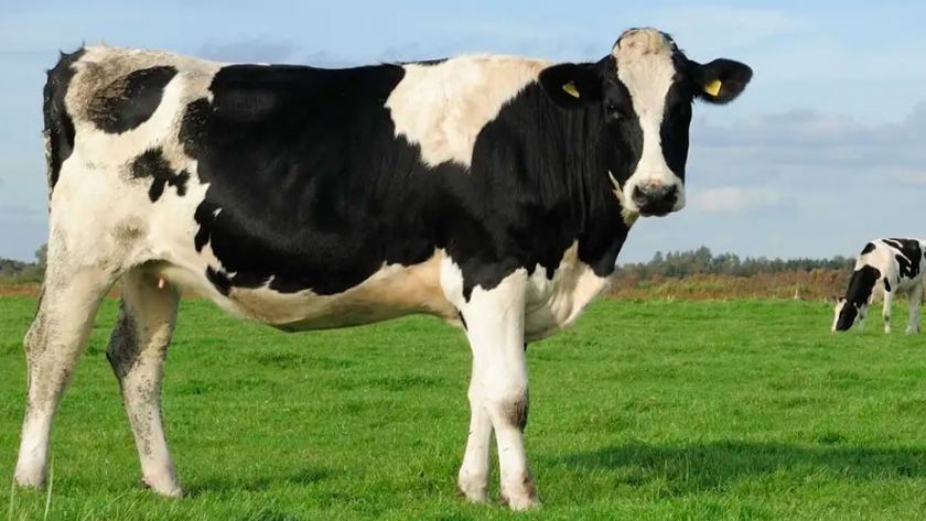 Cómo controlar la mastitis