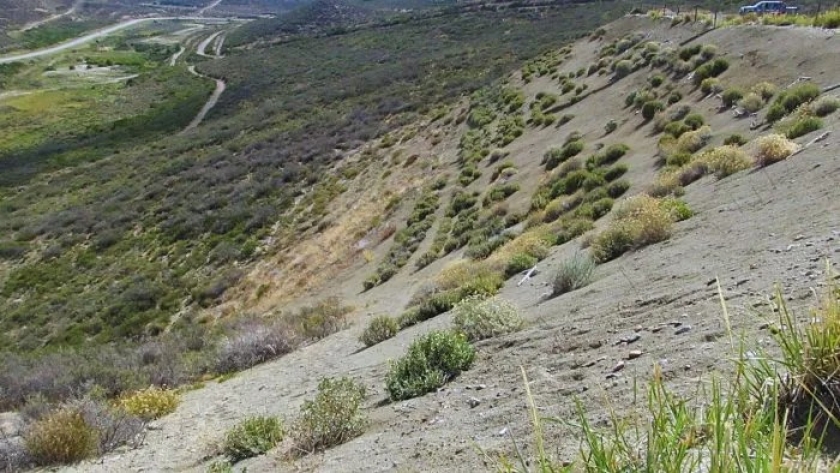 Utilizan plantas nativas para recuperar sitios afectados por actividad petrolera