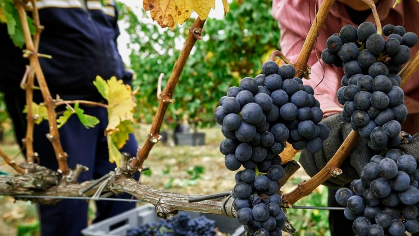La vitivinicultura entra al Programa de Asistencia al Trabajo y la Producción