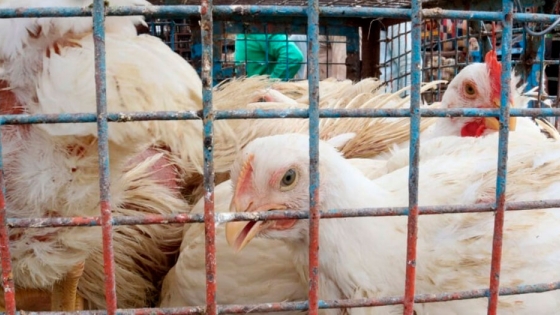 La otra gran crisis sanitaria que está golpeando a Europa junto con el coronavirus: la gripe aviar