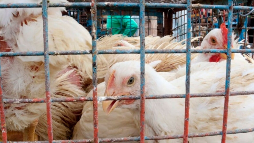 La otra gran crisis sanitaria que está golpeando a Europa junto con el coronavirus: la gripe aviar
