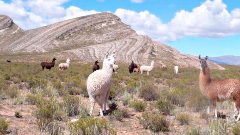 Manejo y uso sustentable de la tierra y de la biodiversidad en Jujuy