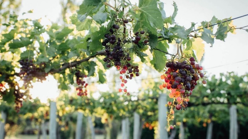 Con uvas y limones a la cabeza, el sector de las frutas madura en exportaciones
