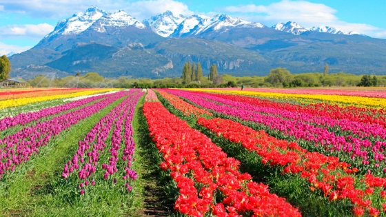 El éxito turístico de los tulipanes en Trevelin: Un oasis de colores en la Patagonia