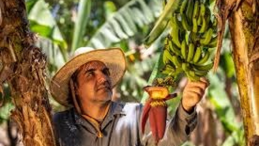 “Queremos seguir existiendo como pequeños productores”, piden los bananeros, y describen su crisis