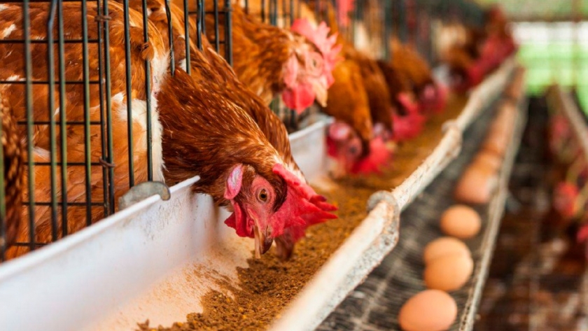 Entendiendo el Comportamiento del uso de los Nidos: Manejo para que las Ponedoras Pongan Menos Huevos en el Piso