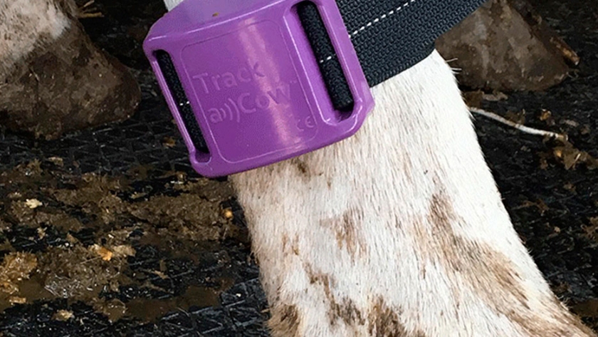 Tecnología disruptiva para el monitoreo de vacas lecheras