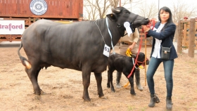 Donde la vaca sobrevive, el búfalo se cría y produce mucho