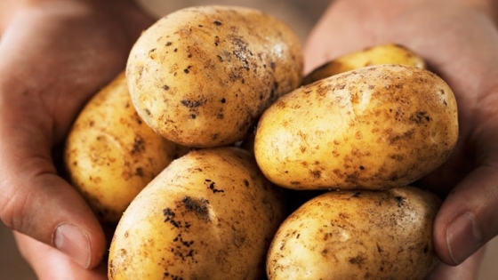 Un cruce entre tomate y Etuberosum dio origen a la papa hace nueve millones de años en los Andes