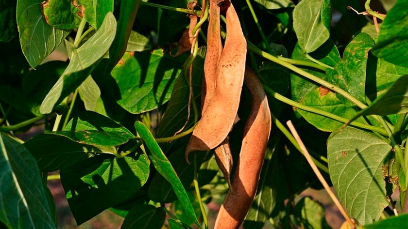 Sanidad vegetal en poroto