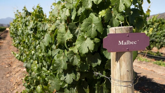 Productores del Valle de Uco en alerta: denuncian que la vitivinicultura dejó de ser negocio