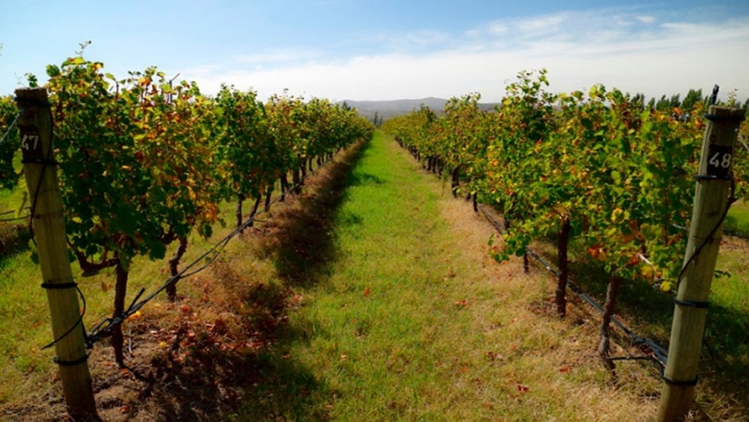 Bodega Saldungaray: vinos bonaerenses de alta gama