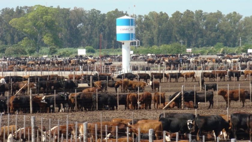 Mortandades y sus causas en engorde a corral