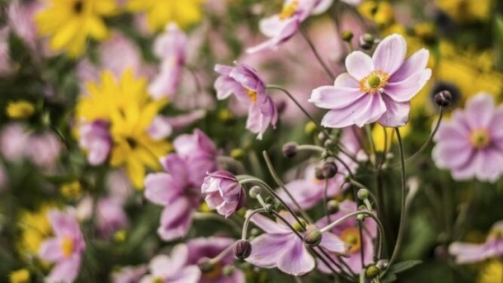 Anémona Japónica: la flor ideal para espacios sombríos