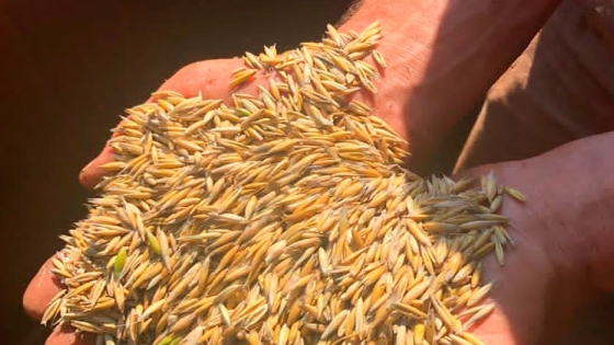 Pequeños productores misioneros logran por primera vez la producción de semillas de avena