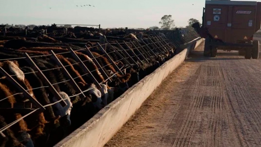 Por qué usar mezclas de extractos de quebracho y castaño en la nutrición de rumiantes