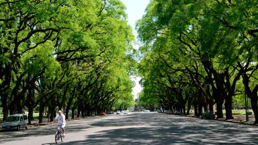 Arbolado urbano: lo que sale caro es no saber