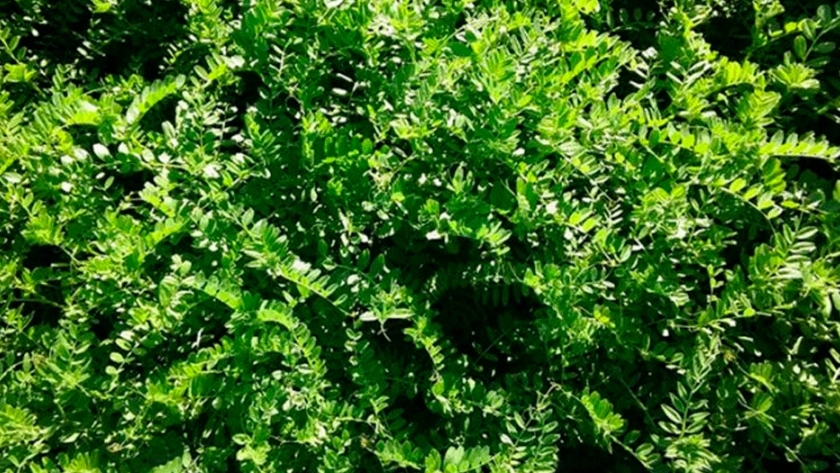 En maíz, la vicia sativa como cultivo antecesor otorga rendimientos sorprendentes