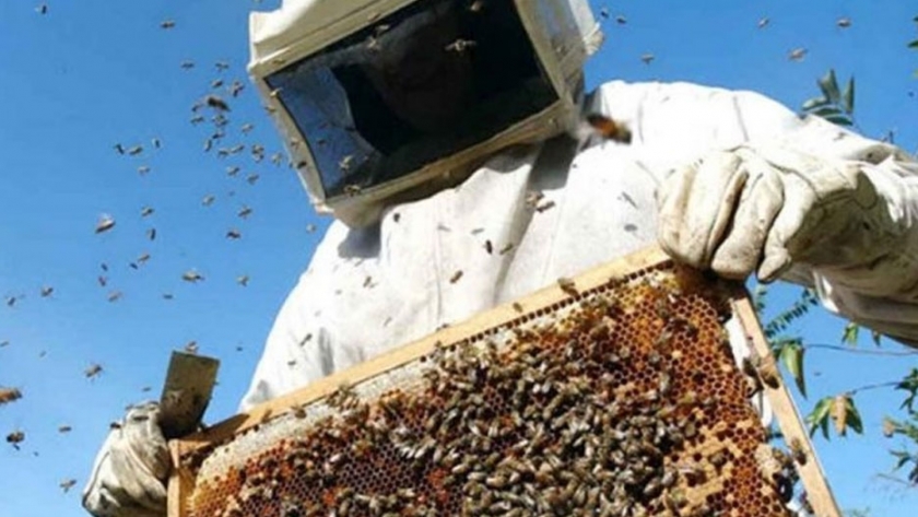 Zafra apícola 2019/2020: buen volumen y precio genera grandes perspectivas