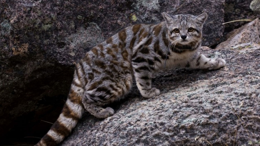 El Gato Andino será declarado Monumento Natural Provincial