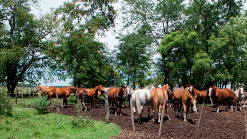 Foco de Anemia Infecciosa Equina en Lincoln provincia de Buenos Aires