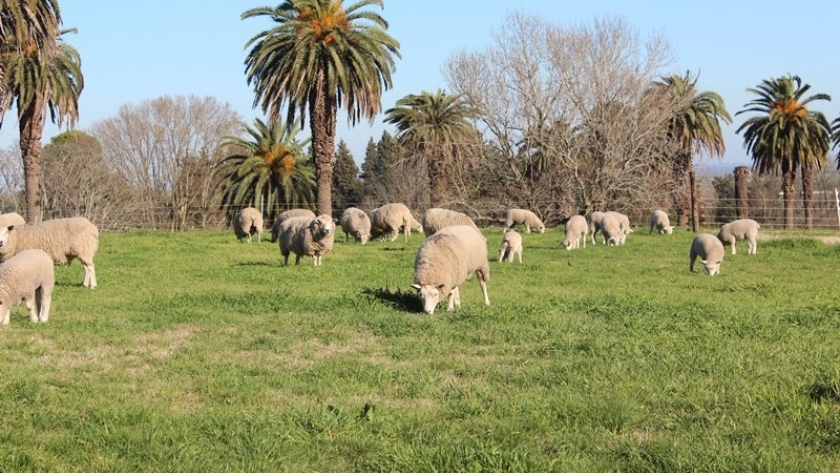 Cómo mejorar la producción con una alimentación adecuada