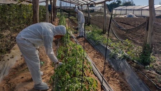 <Virus rugoso del tomate: Monitoreos en plantaciones de la provincia de Corrientes