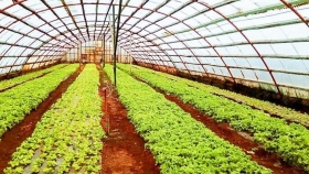 Bioinsumos: se aprobó proyecto para el fortalecimiento de la producción hortícola en la provincia