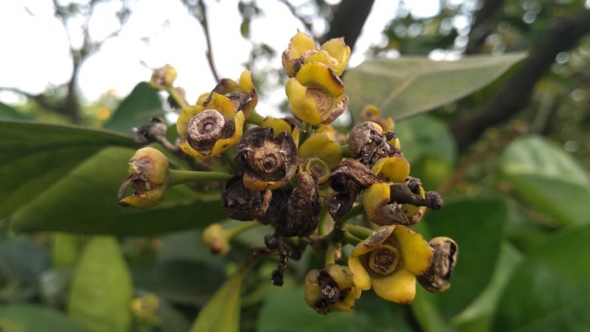 Atención a la caída o podredumbre de frutos cítricos
