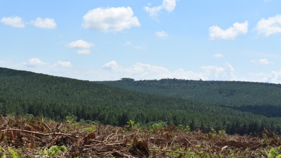 Especialistas remarcan que «la bioeconomía debe tener en cuenta la conservación forestal»