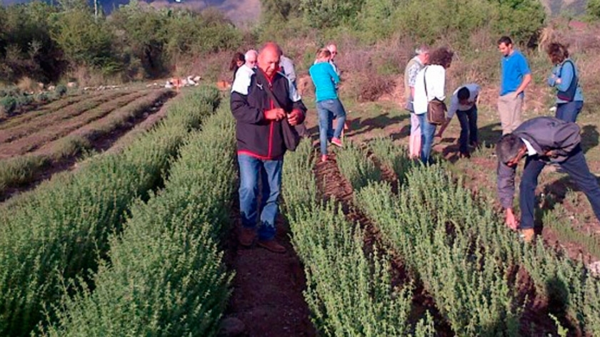 Hierbas aromáticas y especias