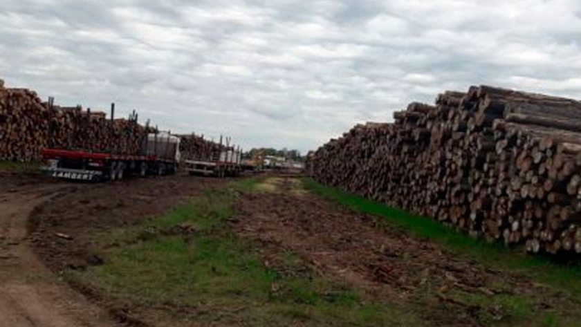 Frenan exportaciones de rollos de madera desde corrientes a China