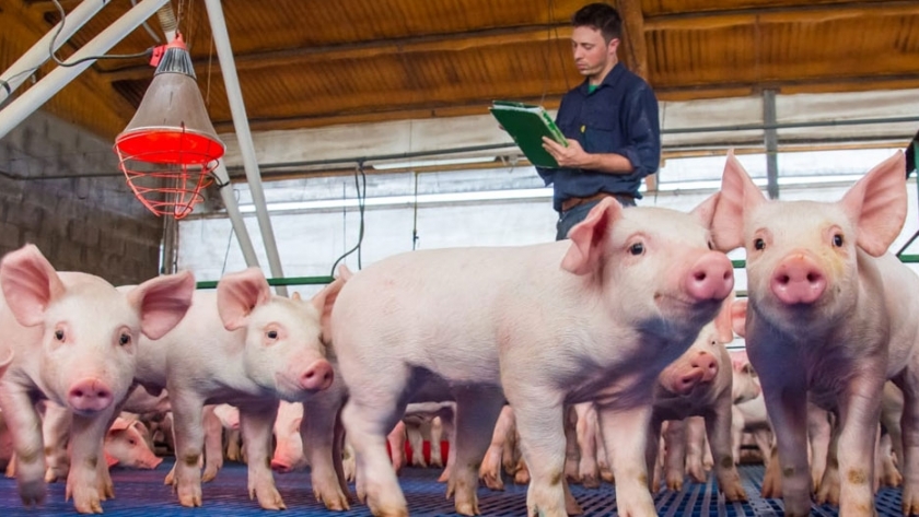 Se creó la cámara de productores porcinos bonaerenses