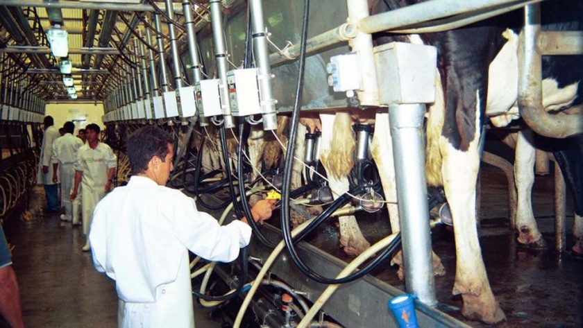 La crisis del negocio lácteo: Se profundiza la pérdida de competitividad de los tamberos y la industria