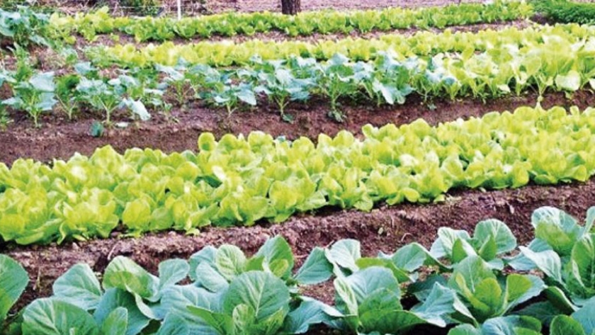 INTA Salta trabaja en huertas que proveen verduras frescas a comedores comunitarios de Salta Capital
