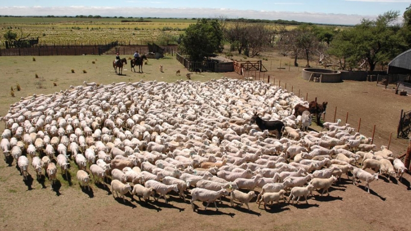 Santa Cruz: logran medir la huella de carbono en producción de carne y lana ovina