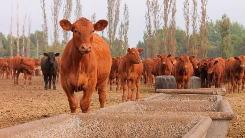 Río Negro: se encuentran disponibles créditos para el sector ganadero bovino