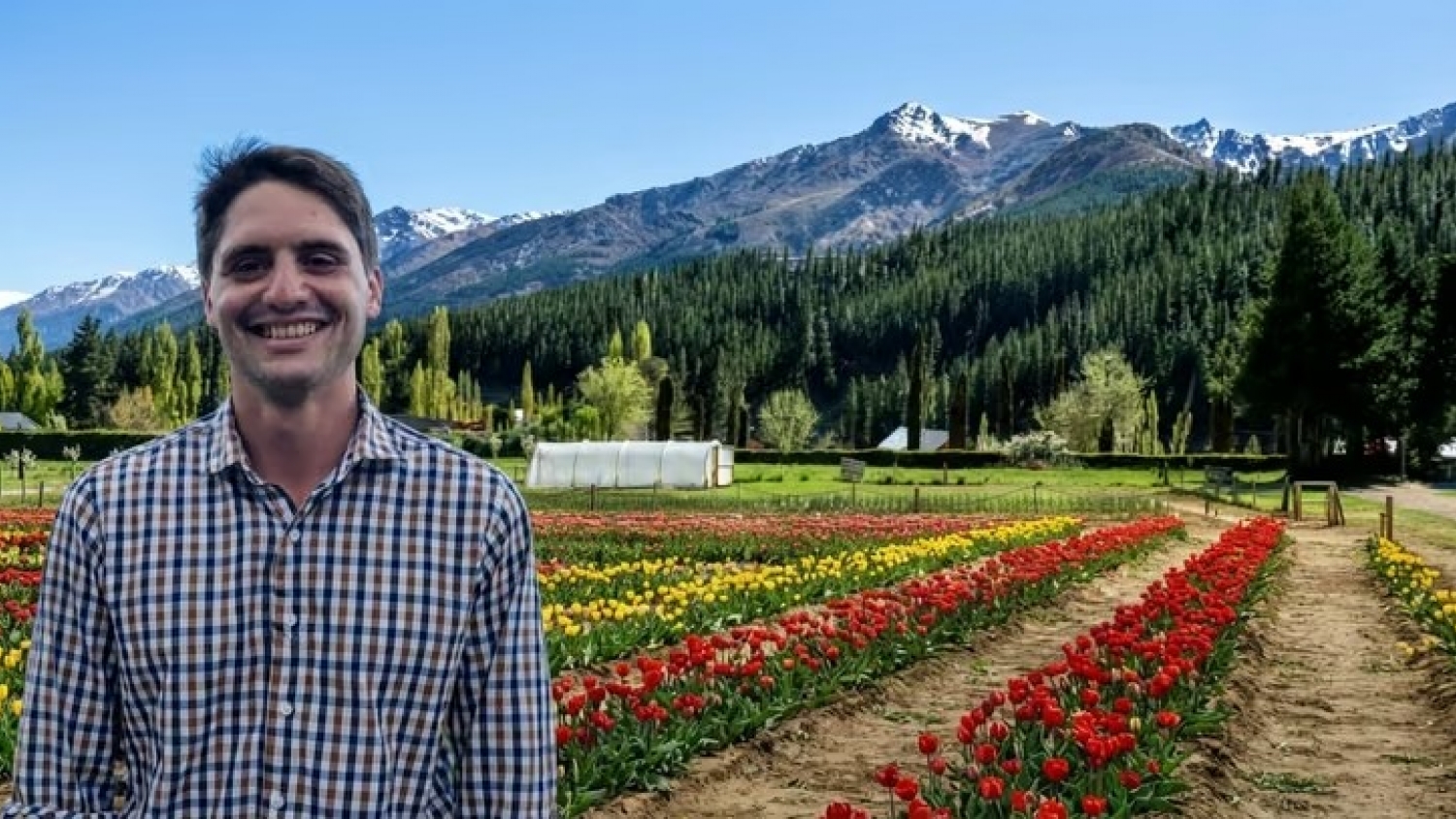 Tulipanes en Huinganco: cómo crece la producción en Neuquén