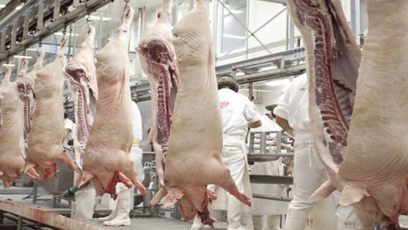Exportaciones porcinas: el sector exige cambios en el régimen impositivo