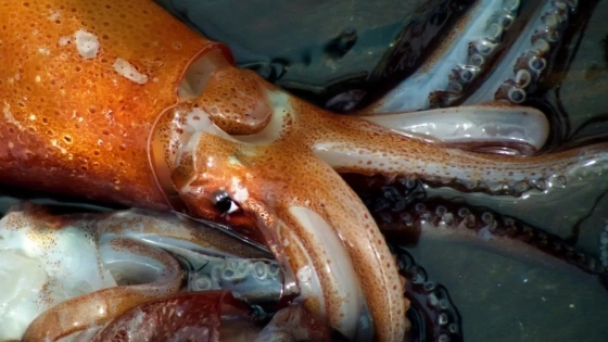 Prohíben la pesca de calamar Illex para proteger el ecosistema del Mar Argentino