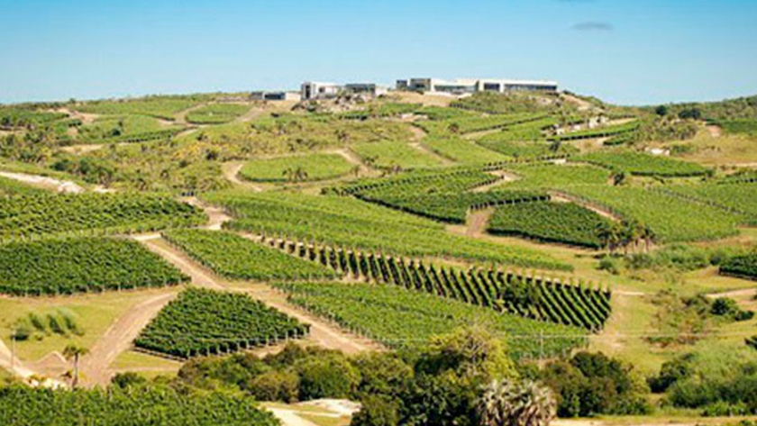 El Ministerio de Turismo e Inavi trabajan en la Ruta Nacional del Vino y la Vitivinicultura de Uruguay