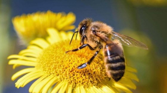El rol vital de las abejas en la Agricultura