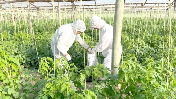 Virus Rugoso del Tomate: Monitoreos preventivos en plantaciones hortícolas bonaerenses