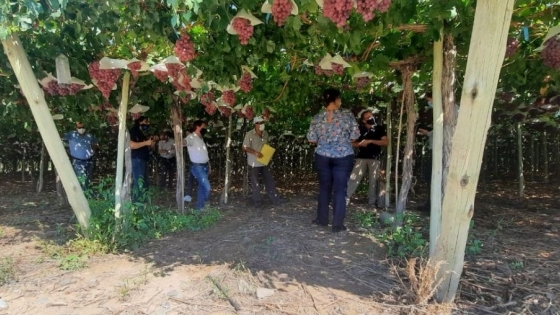 Profesionales brasileños evalúan fincas con uva para consumo en fresco