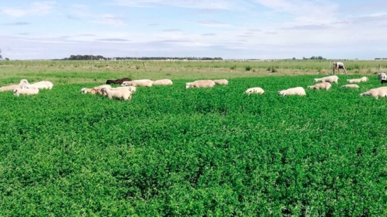 Alfalfa: Cómo planificar un forraje de buena calidad